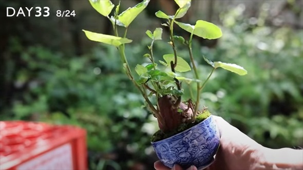 湯呑みにさつまいもを植えてみた