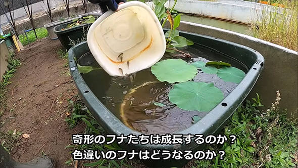 奇形のフナたちは