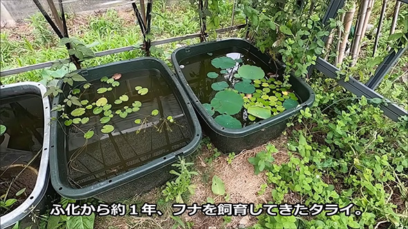 フナをしいくしてきたタライ