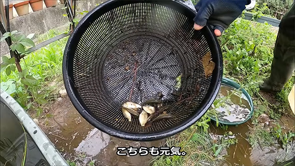 こちらも元気