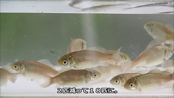 2匹減って18匹に