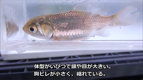 体形がいびつで