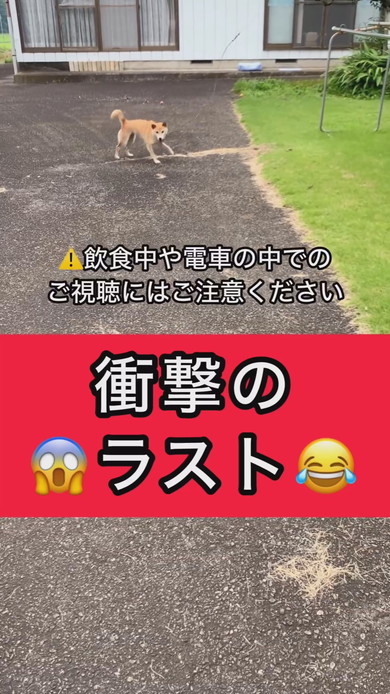 はしゃいでいる柴ワンコ