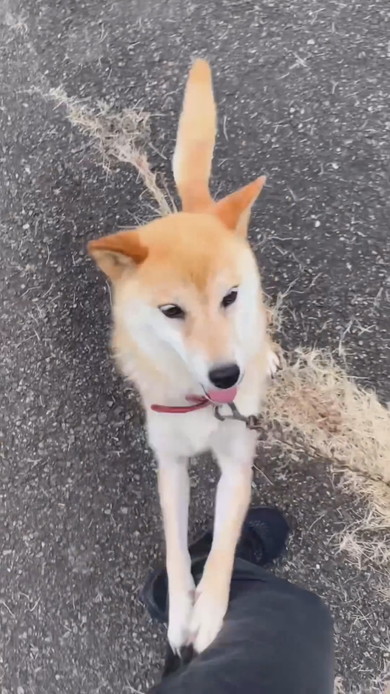 はしゃいでいる柴ワンコ