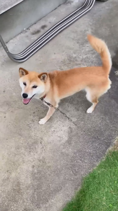 はしゃいでいる柴ワンコ