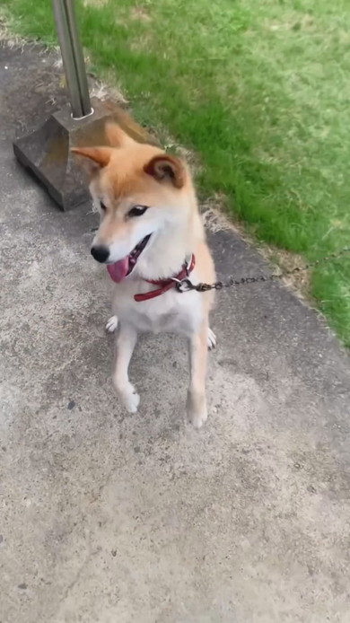 はしゃいでいる柴ワンコ