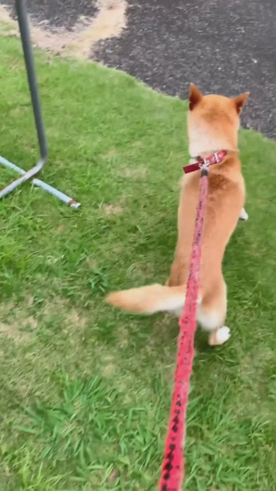 はしゃいでいる柴ワンコ