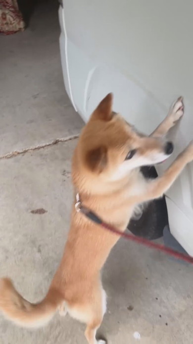 はしゃいでいる柴ワンコ