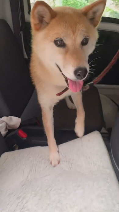 はしゃいでいる柴ワンコ