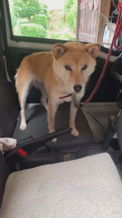 静かに佇む柴ワンコ