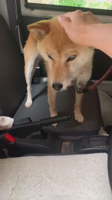 なでられている柴ワンコ