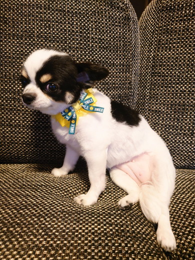 チワワのワンコを横から撮った写真