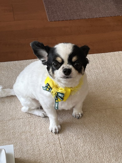 上から撮影したチワワのワンコ