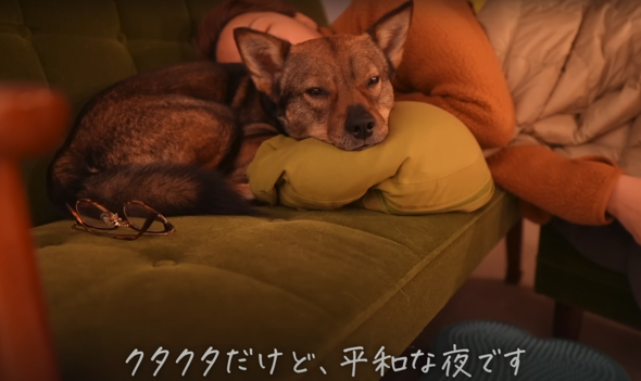 新居でくつろぐワンコ