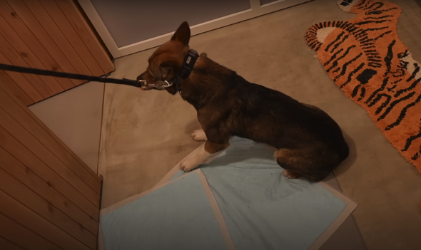 へっぴり腰でお風呂場に向かうワンコ