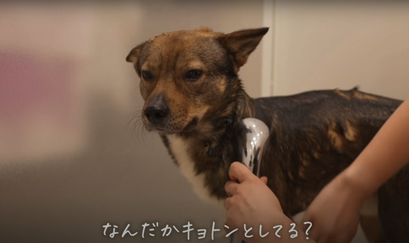 シャワーの水は意外に平気なワンコ