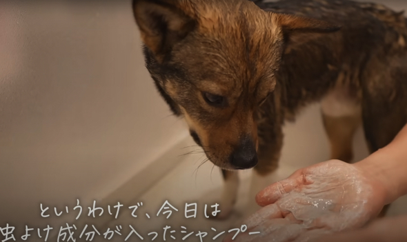 シャンプーできれいにします