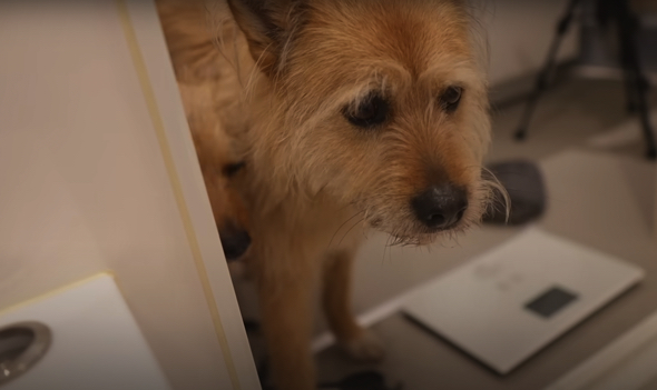 心配になって様子を見に来た姉ワンコたち