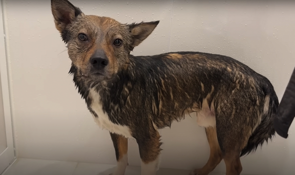 無事にシャワーが終了