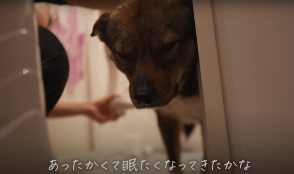 温風が心地よくてうとうと