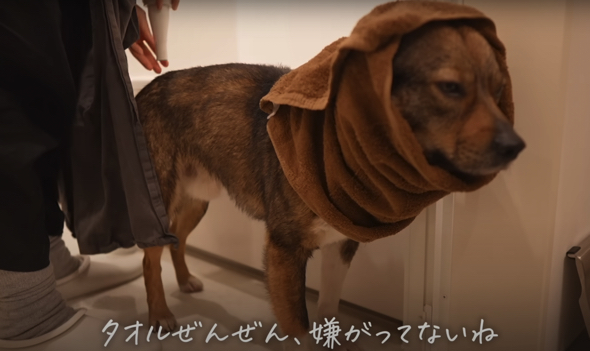 タオルを巻いても嫌がりません