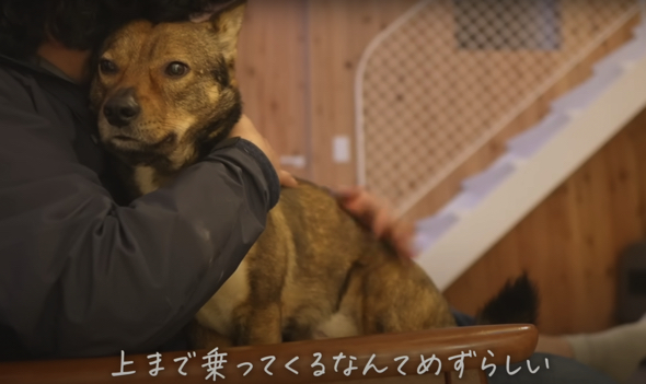 最後はパパに甘えるワンコ