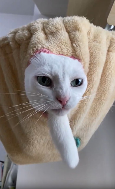 ハンモックから顔出す猫