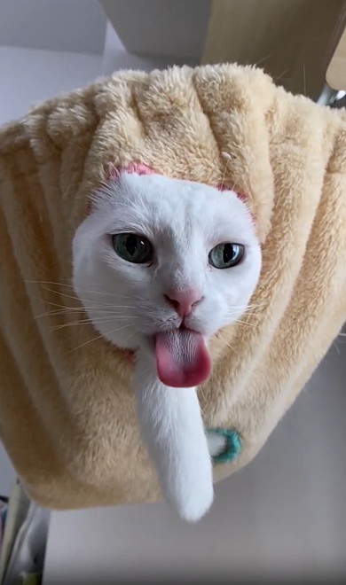 ハンモックから顔出す猫