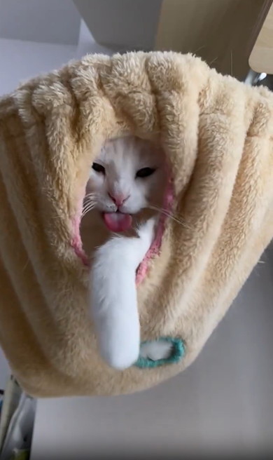 ハンモックから顔出す猫