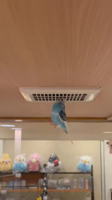 ぶらさがるインコ