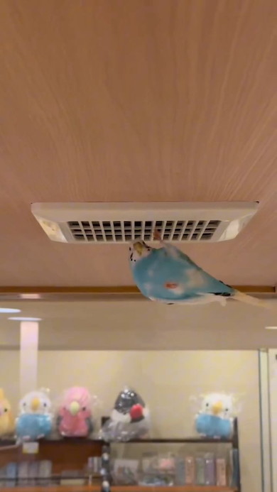 吊り下がるインコ