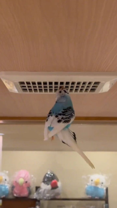 フレームをくわえたインコ