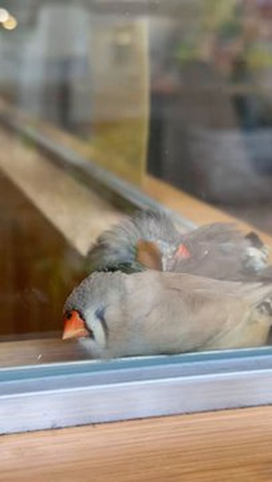 寝ているインコ