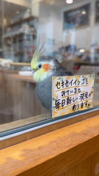 ガラスごしのインコ