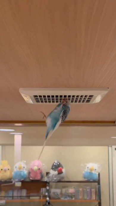 ぶらさがったインコ