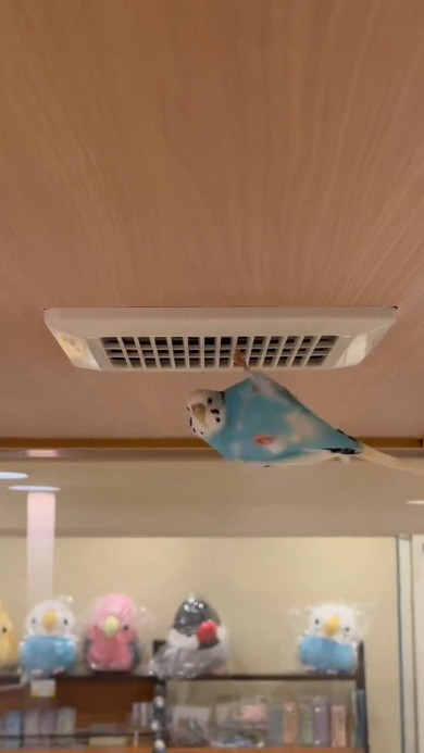 ぶらさがるインコ