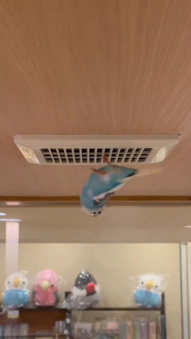 吊り下がったインコ