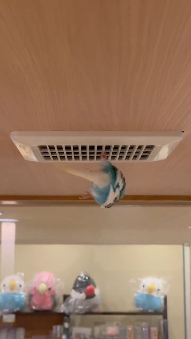 吊り下がったインコ