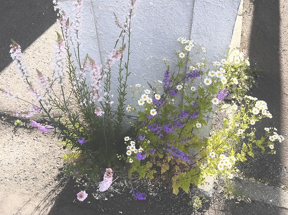 道路の隙間から伸びてそのまま花束にできそうな咲き方をしている複数の花
