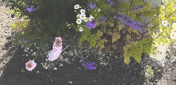 道路の隙間から伸びてそのまま花束にできそうな咲き方をしている複数の花