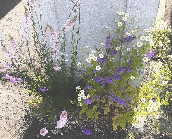 道路の隙間から伸びてそのまま花束にできそうな咲き方をしている複数の花