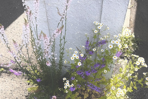 道路の隙間から伸びてそのまま花束にできそうな咲き方をしている複数の花