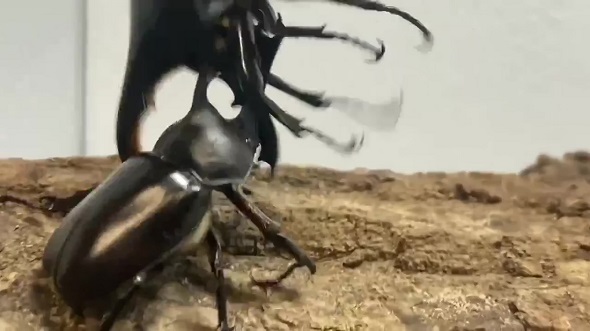 日本のカブトムシが他国のカブトムシをひっくり返す様子