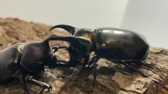 日本のカブトムシが他国のカブトムシをひっくり返す様子