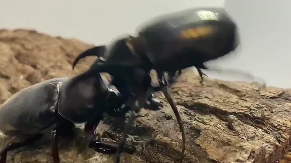 日本のカブトムシが他国のカブトムシをひっくり返す様子