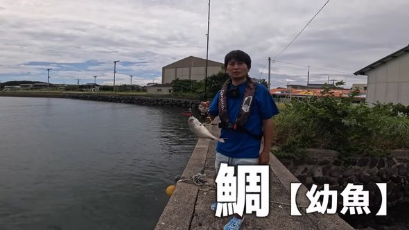 出向いた先でマダイの幼魚を釣った夫