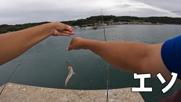 出向いた先でエソを釣った夫