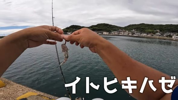 出向いた先でイトヒキハゼを釣った夫
