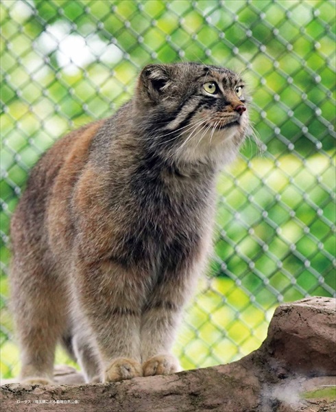 マヌルネコカレンダー