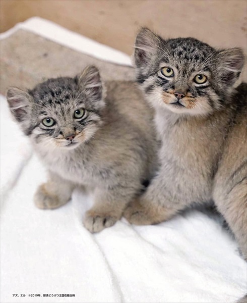 マヌルネコカレンダー